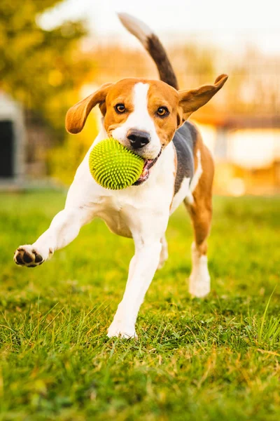 Beagle köpeği yeşil topla bahçeye doğru koşuyor..