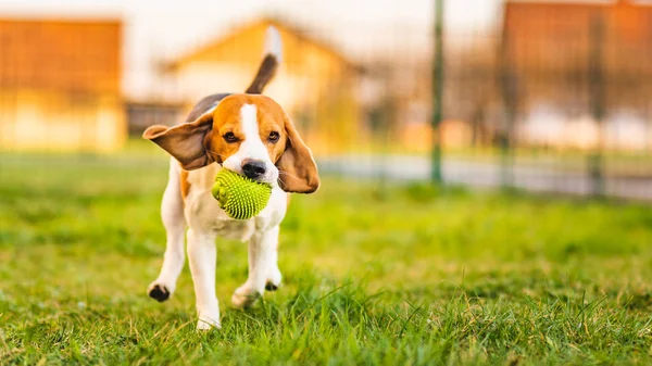 Beagle pes běží v zahradě směrem ke kameře se zeleným míčkem. — Stock fotografie