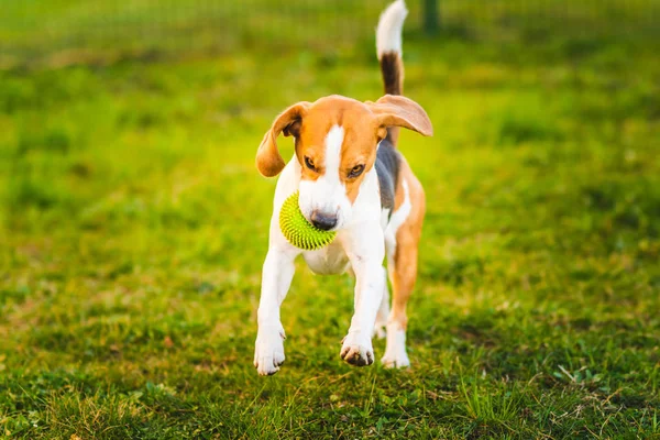 Cão beagle corre no jardim em direção à câmera com bola verde. — Fotografia de Stock