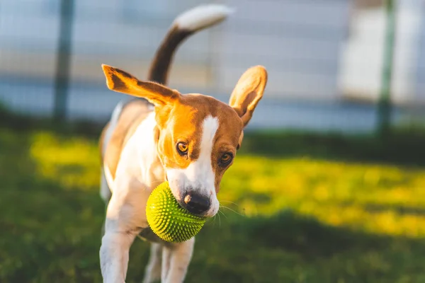 Beagle chien court dans le jardin vers la caméra avec boule verte. — Photo