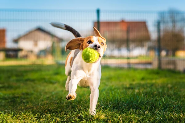 Beagle köpeği yeşil topla bahçeye doğru koşuyor.. — Stok fotoğraf