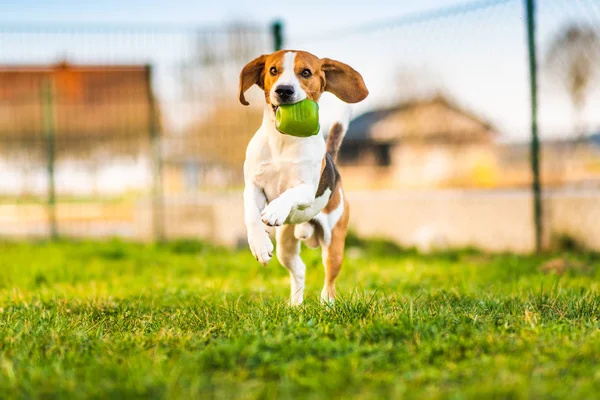 Beagle dog runs in garden towards the camera with green ball. — Stock Photo, Image