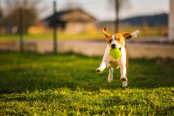 Beagle dog runs in garden towards the camera with green ball. — Stock Photo, Image