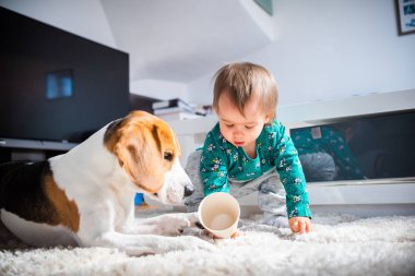 Oturma odasında halı üzerinde sevimli Kafkas bebek kız ile köpek.