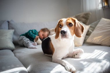 Kanepede sevimli bir bebek kız ile köpek. Beagle önünde uzanmak, Bebek arka planda eğlenmek