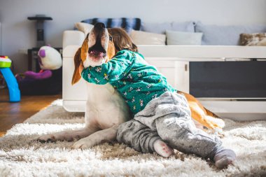 Bebek sarılma sıkı Beagle köpek içinde güneşli oda.
