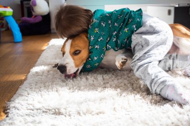 Bebek sarılma sıkı Beagle köpek içinde güneşli oda.