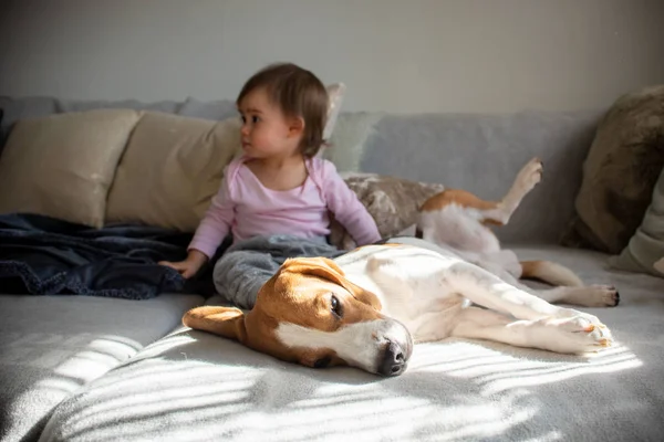 Cão com uma linda menina em um sofá. Beagle dormindo de lado, bebê no fundo olhando para o lado esquerdo . — Fotografia de Stock