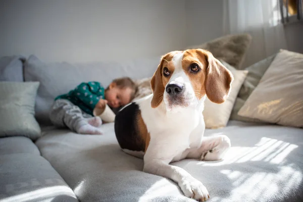 소파에 귀여운 아기 소녀와 개. 앞에 비글 거짓말, 아기 배경 재미 — 스톡 사진