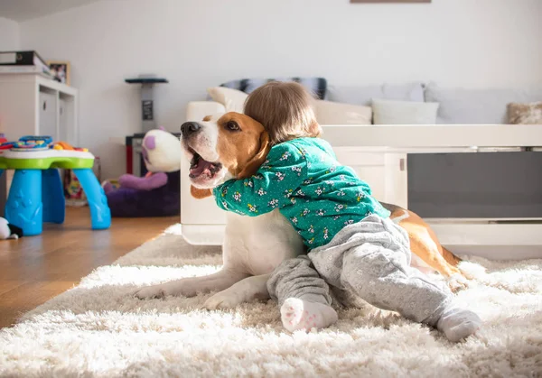 Bebê abraçando apertado beagle cão no ensolarado quarto . — Fotografia de Stock