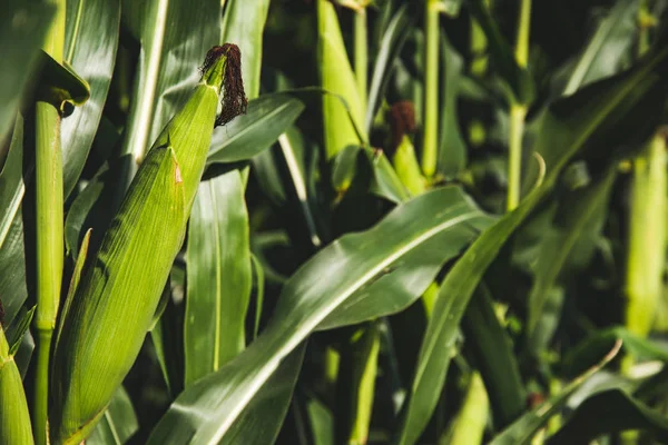 Fecho de uma planta de milho jovem no verão. Campos de milho — Fotografia de Stock