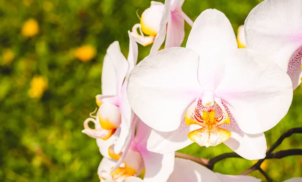 Sağtarafta orkide çiçekleri var. Yeşil arka plan. — Stok fotoğraf