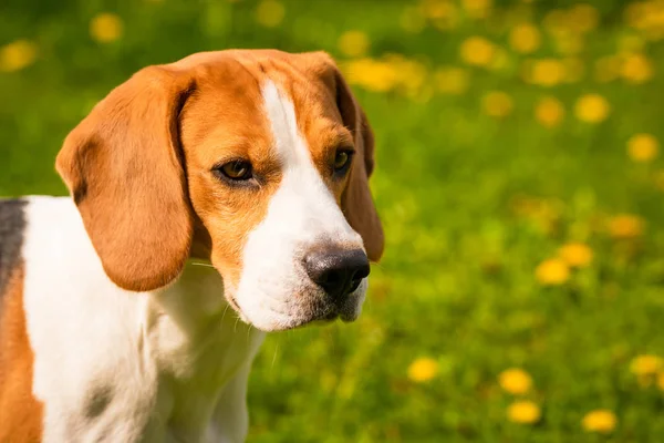 Cabeza de perro Beagle en un jardín con orejas grandes . — Foto de Stock