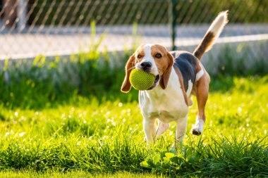 İlkbahar da yeşil bir çayırüzerinde bir top ile Beagle köpek, yaz topu ile kameraya doğru çalışır