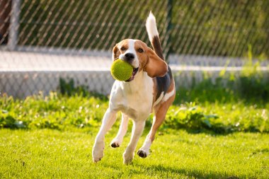 İlkbahar da yeşil bir çayırüzerinde bir top ile Beagle köpek, yaz topu ile kameraya doğru çalışır