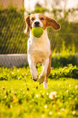 İlkbahar da yeşil bir çayırüzerinde bir top ile Beagle köpek, yaz topu ile kameraya doğru çalışır