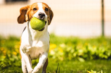 İlkbahar da yeşil bir çayırüzerinde bir top ile Beagle köpek, yaz topu ile kameraya doğru çalışır