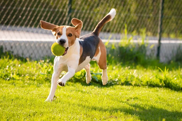 Beagle-Hund mit Ball auf einer grünen Wiese im Frühling, Sommer läuft mit Ball auf Kamera zu — Stockfoto