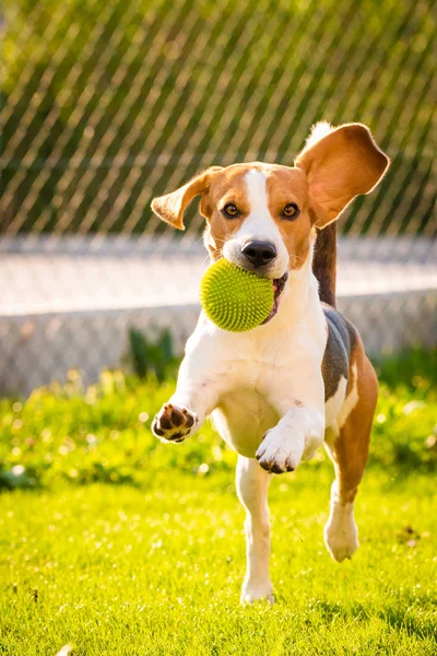 Beagle koira pallo vihreällä niityllä keväällä, kesä kulkee kohti kameraa pallo — kuvapankkivalokuva