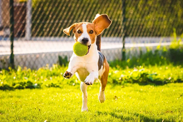 Anjing beagle dengan bola di padang rumput hijau selama musim semi, musim panas berjalan ke arah kamera dengan bola — Stok Foto