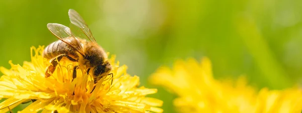 Honingbij bedekt met geel stuifmeel dat nectar verzamelt van paardenbloem. — Stockfoto