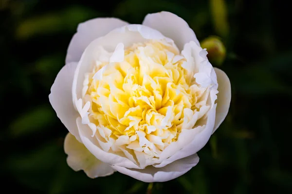 Geel - witte bloem, contrastfoto van plant — Stockfoto