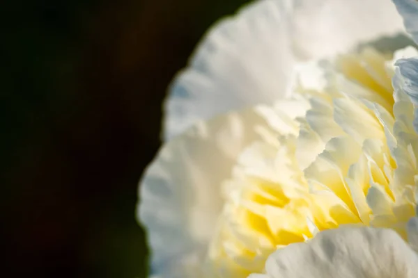 Weiß - gelbe Blume rechts, Kopierraum links isoliert. — Stockfoto