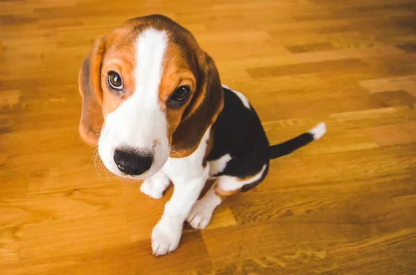 Trochę smutny szczeniak Beagle siedzi na drewnianej podłodze, patrząc. — Zdjęcie stockowe