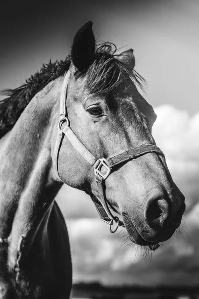 Tête à gros plan d'un cheval debout sur la prairie, à la ferme dans une journée ensoleillée. Noir et blanc — Photo
