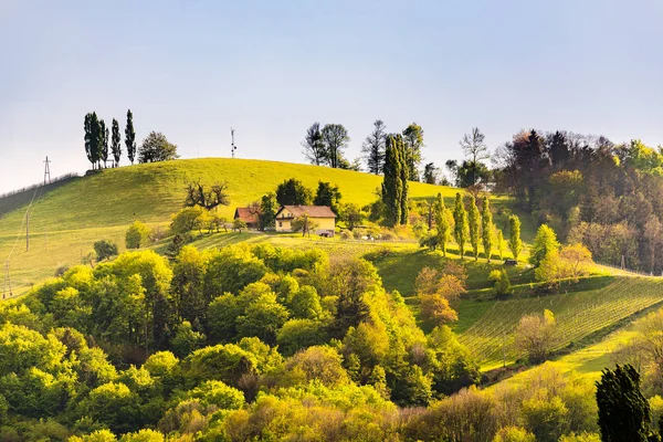 Austria Vigneti Sulztal zona strada del vino sud Stiria, paese del vino. Destinazione turistica — Foto Stock