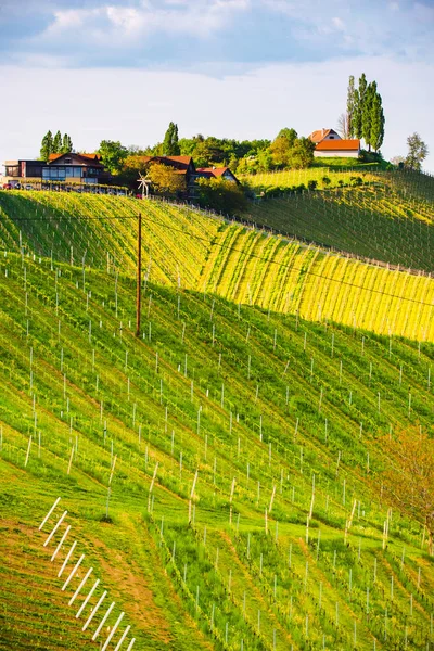 Austria Vineyards Leibnitz area south Styria travel spot. Original image — Stock Photo, Image