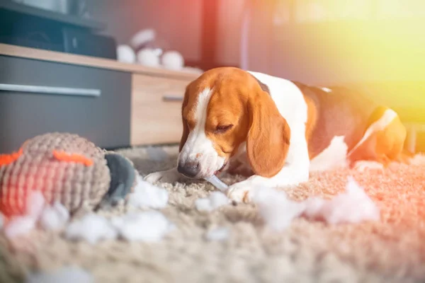 Beagle dog rip a toy into pieces on a carpet