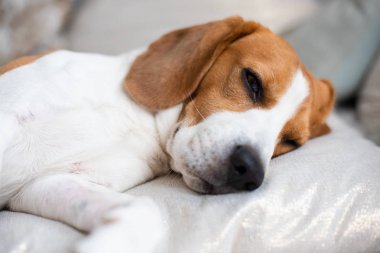 Beagle köpek uykuya dalan bir halı üzerinde yakın. Orijinal fotoğraf