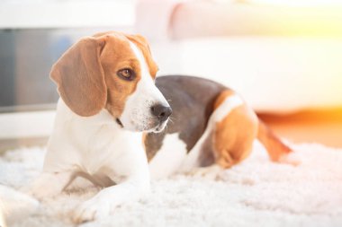 Beagle köpek uykuya dalan bir halı üzerinde yakın. Işık sızıntıları ile orijinal fotoğraf Düzenlenmiş fotoğraf
