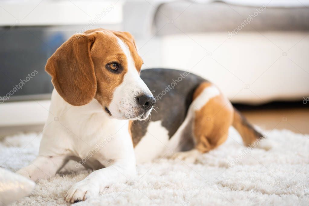Beagle dog close up on a carpet falling asleep. Original photo