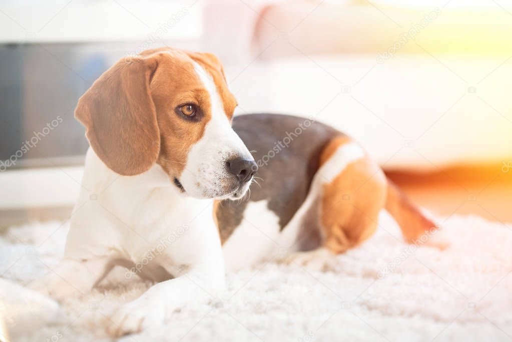 Beagle dog close up on a carpet falling asleep. Original photo Edited photo with light leaks