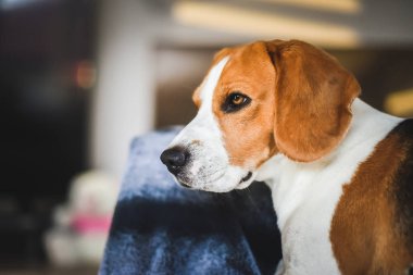 Beagle köpek üzgün gözleri büyük burun. Portre