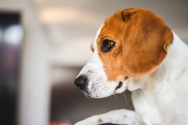 Beagle köpek üzgün gözleri büyük burun. Portre