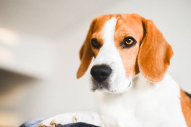 Beagle köpek üzgün gözleri büyük burun. Portre