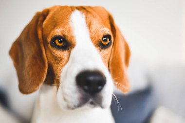 Beagle köpek üzgün gözleri büyük burun. Portre
