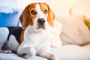 Beagle köpek sola bakan bir halı üzerinde yatan