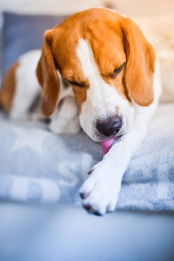 Beagle köpek bacaklarda kaşıntı deri yalama bir kanepede