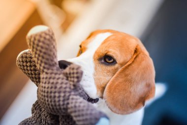 Ağız kapalı bir favori oyuncak ile Beagle köpek
