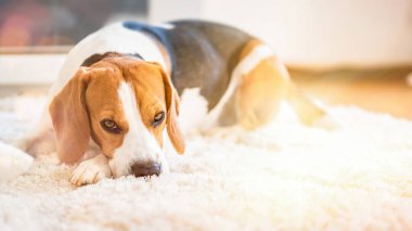 Beagle köpek yorgun görünümlü bir halı üzerinde yatan
