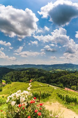 Sulztal, Styria / Avusturya - 2 Haziran 2018: Üzüm Bağları Sulztal Leibn