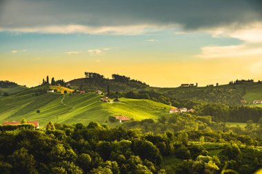 Avusturya, Slovenya Üzüm Bağları Sulztal alan güney Styria , şarap cou