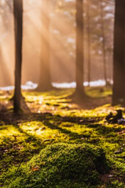 Büyülü Derin sisli Sonbahar Ormanı. Park. Güzel Sahne Misty Ol