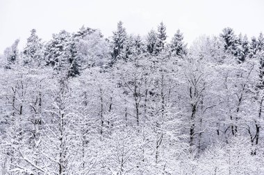 White winter landscape forest and fields countryside