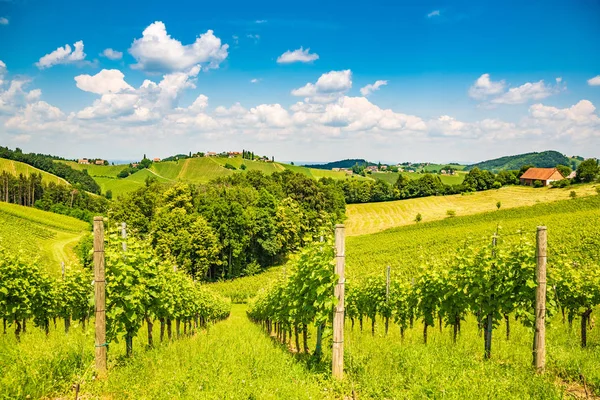 Зульцталь, Штирия / Австрия - 2 июня 2018 года: Виноградники Сульцталь Лейбн — стоковое фото
