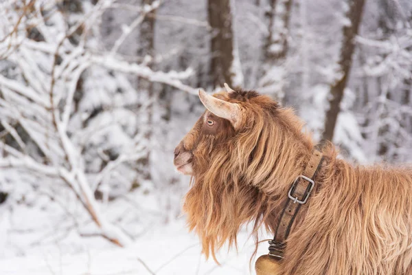 Weiße Winterlandschaft Wald und Felder Landschaft Ziegen in sn — Stockfoto